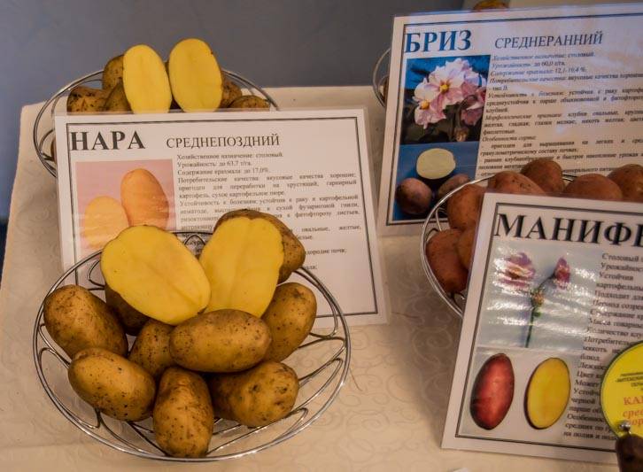 Сорт картофеля манифест — все, что необходимо знать об этом виде картошки: описание, характеристика, фото, вкусовые качества и отзывы огородников