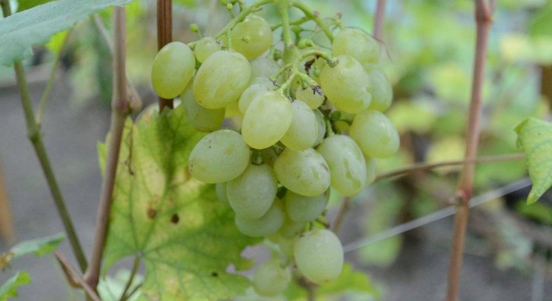 Описание винограда галбена ноу или золотинка — особенности выращивания