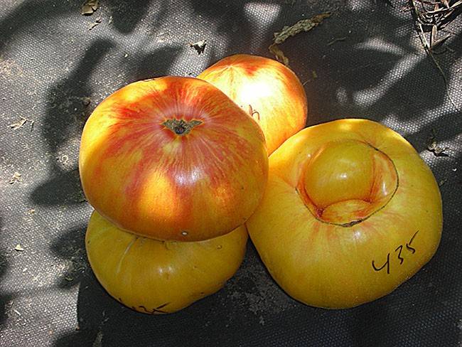 Характеристика и описание томата “большой полосатый кабан”