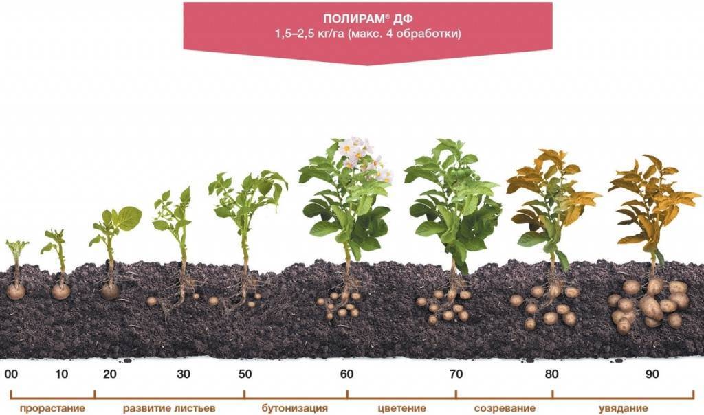 Сколько дней растет картофель от посадки до сбора урожая