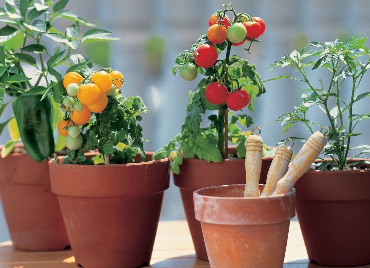 Как вырастить помидоры на подоконнике в горшке