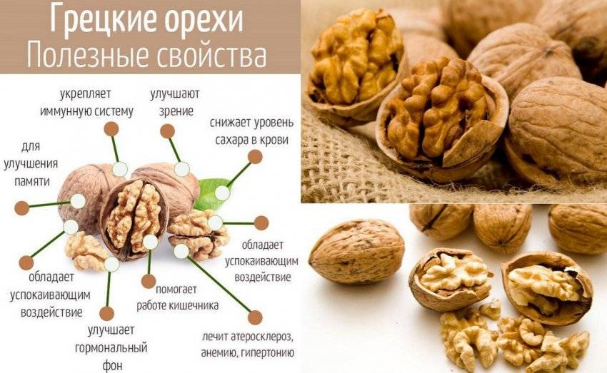 Грецкие орехи польза и вред для организма мужчин и женщин