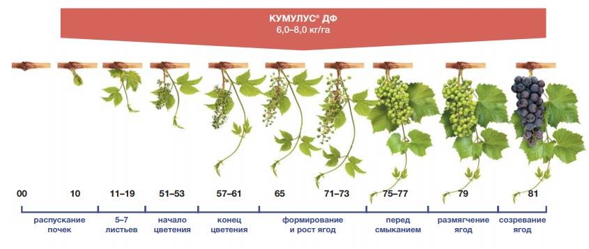 Виноград: полив и подкормка, удобрение. виноград: полив летом. как часто поливать виноград? :: syl.ru