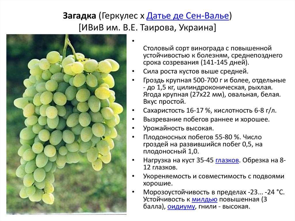 ᐉ сорт винограда восторг идеальный - roza-zanoza.ru