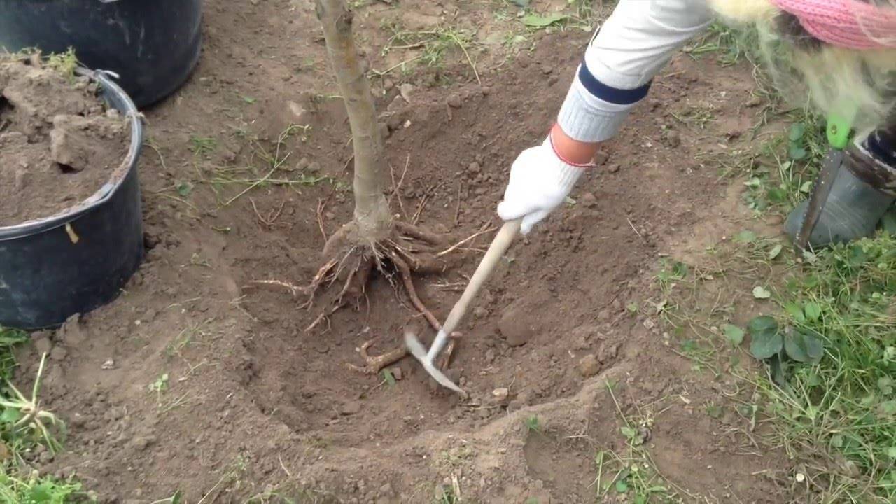 Как выкорчевать вишню: удаление корней после вырубки дерева с участка навсегда