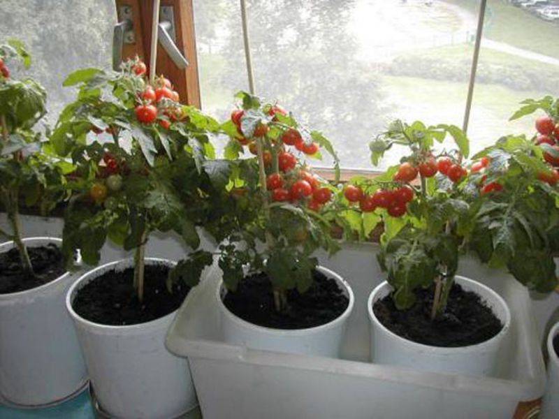 Выращивание помидоров на подоконнике зимой. сорта.