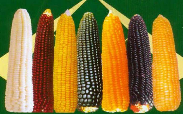 Как вырастить кукурузу на своем участке