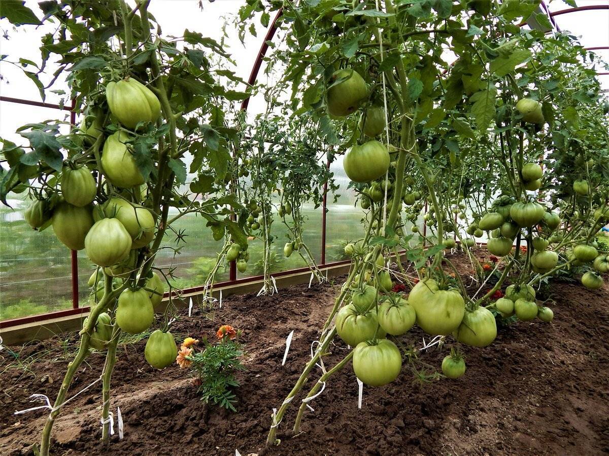 Помидоры в теплице: посадка и уход и советы как правильно высаживать и на каком расстоянии сажать помидоры в теплице