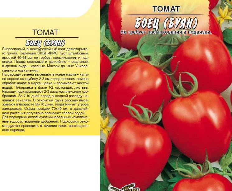 Характеристика и описание сорта томата рома, его урожайность