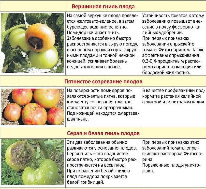 Столбур томатов: меры борьбы, признаки болезни и лечение