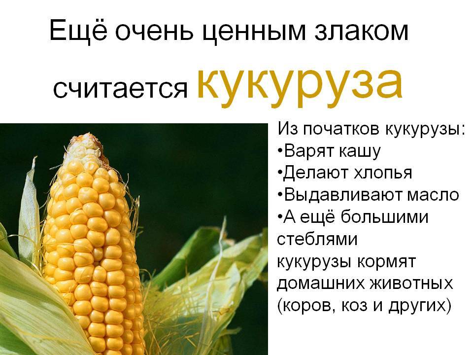 Кукуруза относится к бобовым или нет, овощ или фрукт?