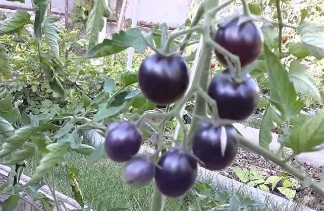 Томат синяя гроздь f1: описание, урожайность сорта, фото, отзывы