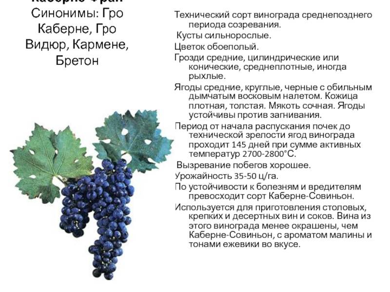 Виноград саперави