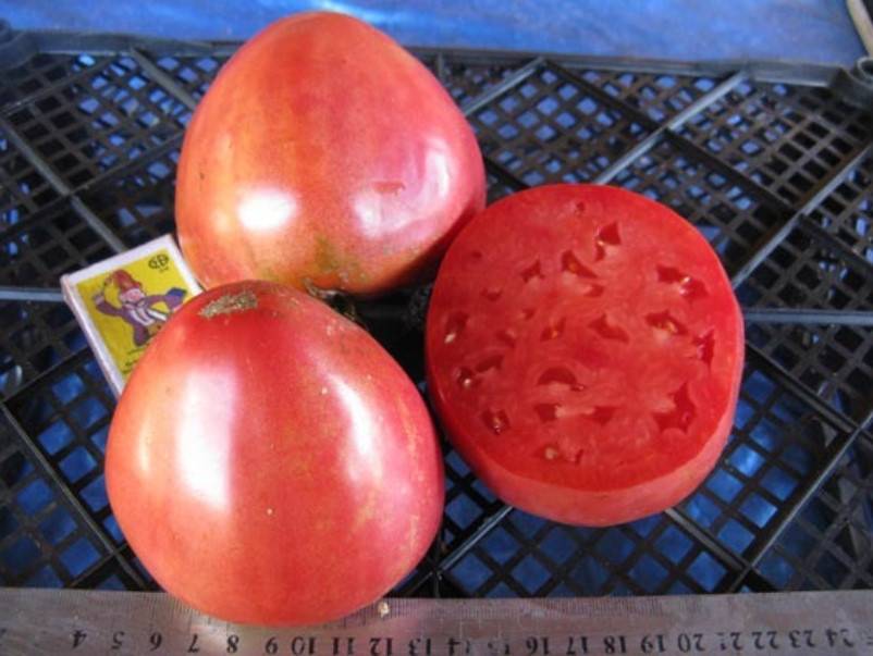 Томат "любимый праздник": описание и характеристики сорта, фотографии помидор и рекомендации по уходу