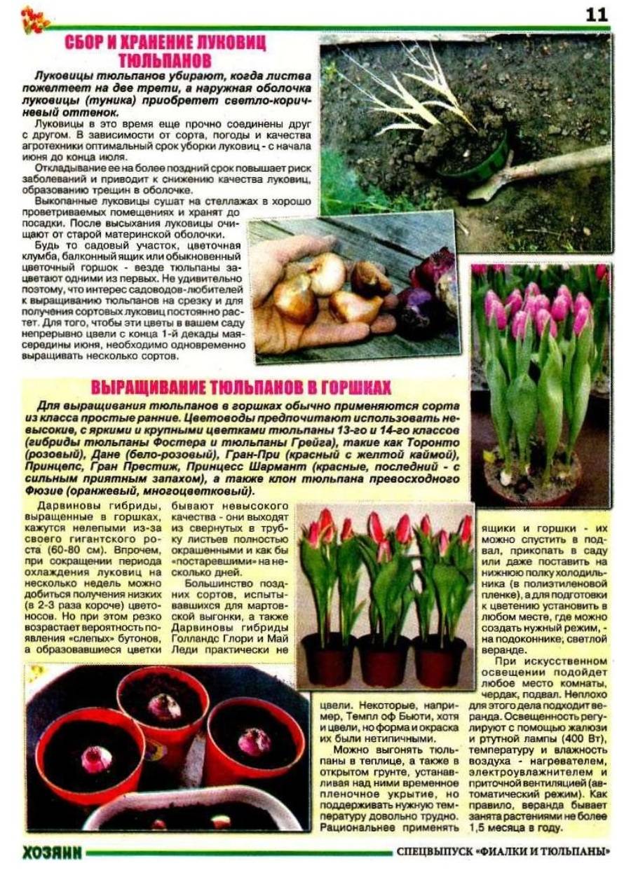 Как хранить луковицы тюльпанов: хранение до посадки осенью, после выкопки, как сохранить в домашних условиях до весны после цветения
