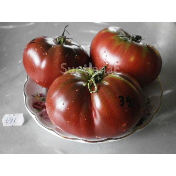 Описание томата бархатный сезон, правила выращивания в открытом грунте и теплицах