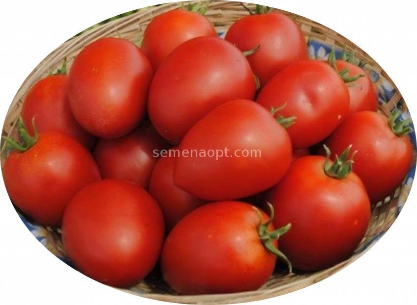 Томат белле f1: отзывы о помидорах, характеристика и описание гибрида, советы по выращиванию, сферы применения поспевших плодов