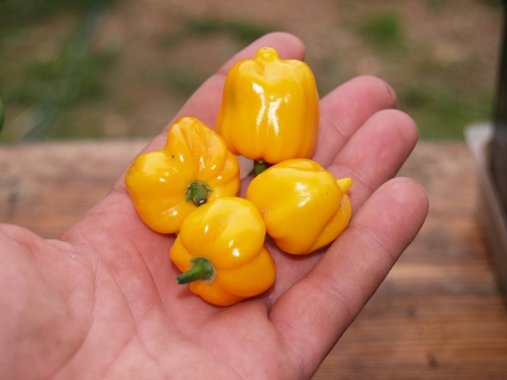 Выращивание перца хабанеро в домашних условиях и в открытом грунте