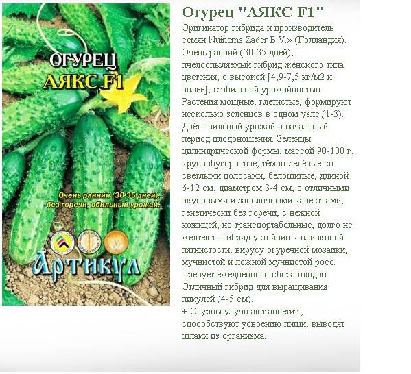 Описание огурца Аякс и рекомендации по выращиванию гибрида