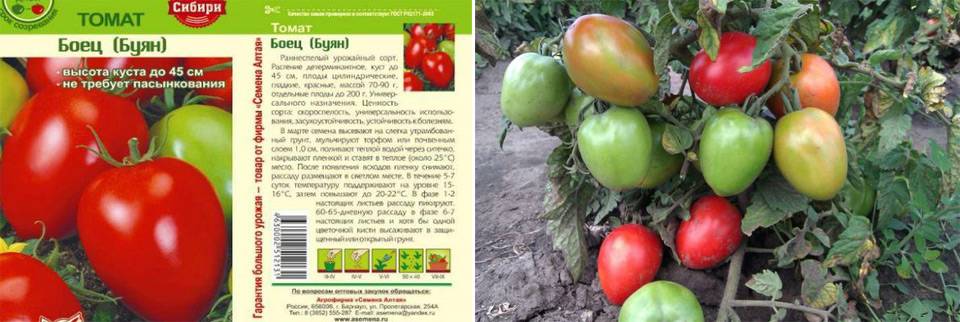 Боец (буян): описание сорта томата, характеристики помидоров, посев