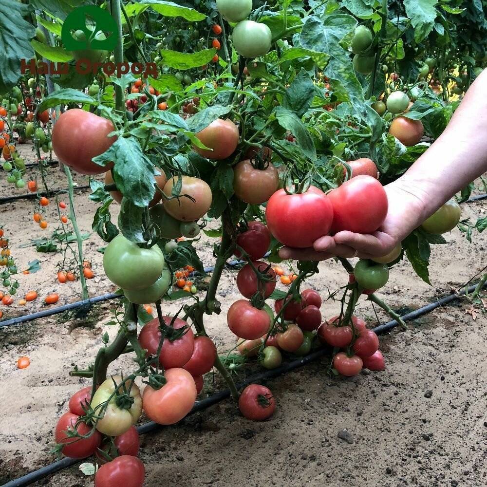 Лучшие сорта розовых томатов для теплицы и открытого грунта - самые урожайные и вкусные