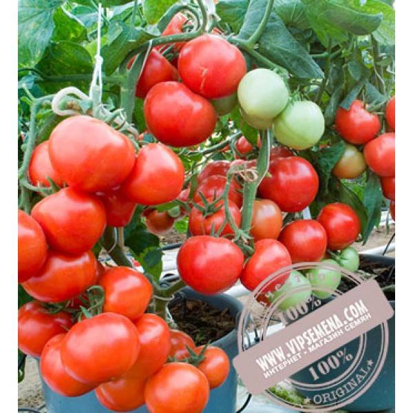 Томат рапсодия нк f1: отзывы об урожайности, описание и характеристика сорта, фото помидоров