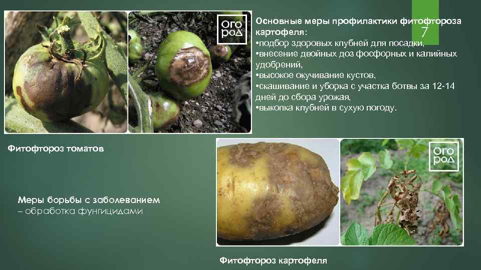 Как лечить картофель от фузариоза, описание заболевания и профилактика