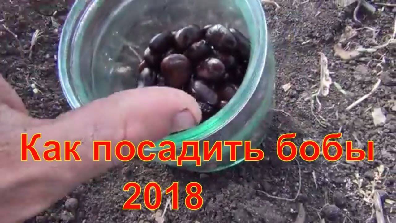 Посадка бобов и уход за ними в открытом грунте - как выращивать бобы на участке и получить богатый урожай