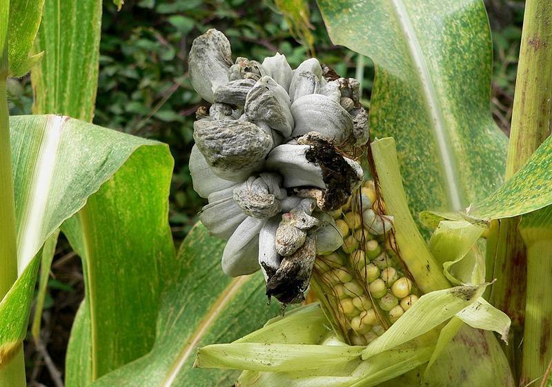 Болезни и вредители кукурузы, эффективные меры борьбы с ними и профилактика
