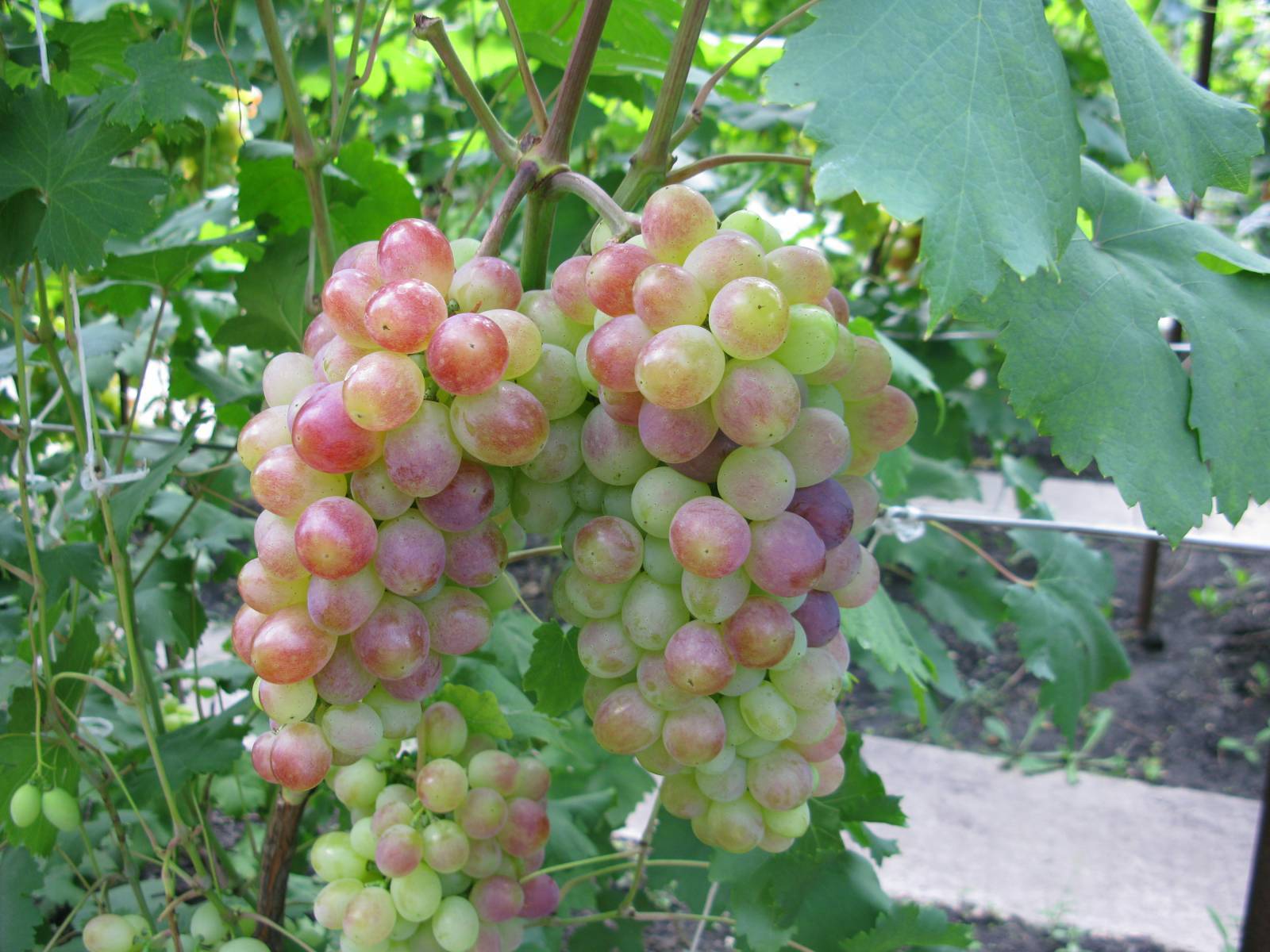 Виноград галбена ноу – описание сорта, особенности посадки и ухода