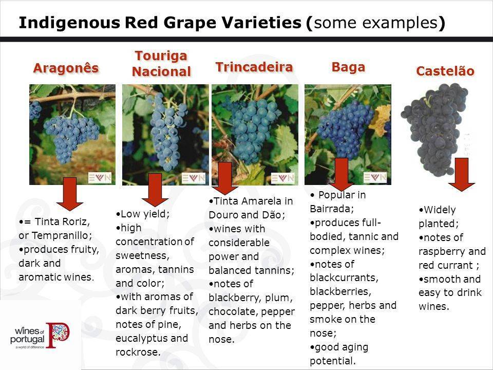 Описание винограда гарольд