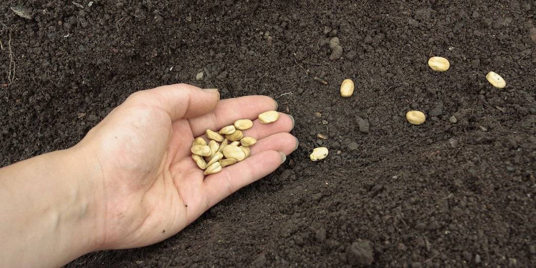 Всё о выращивании фасоли — подробная шпаргалка садовода