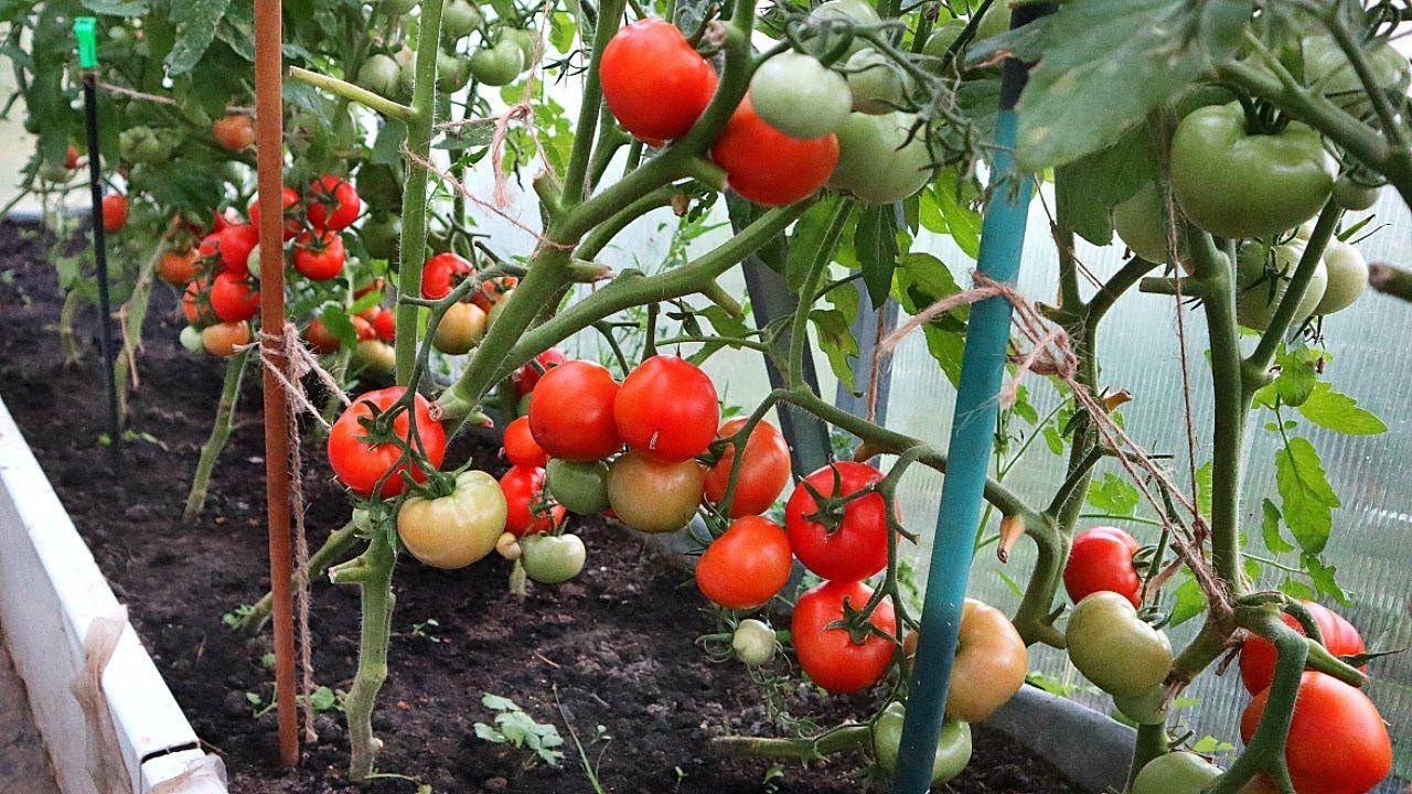 Лучшие сорта помидоров для краснодарского края - сад и огород