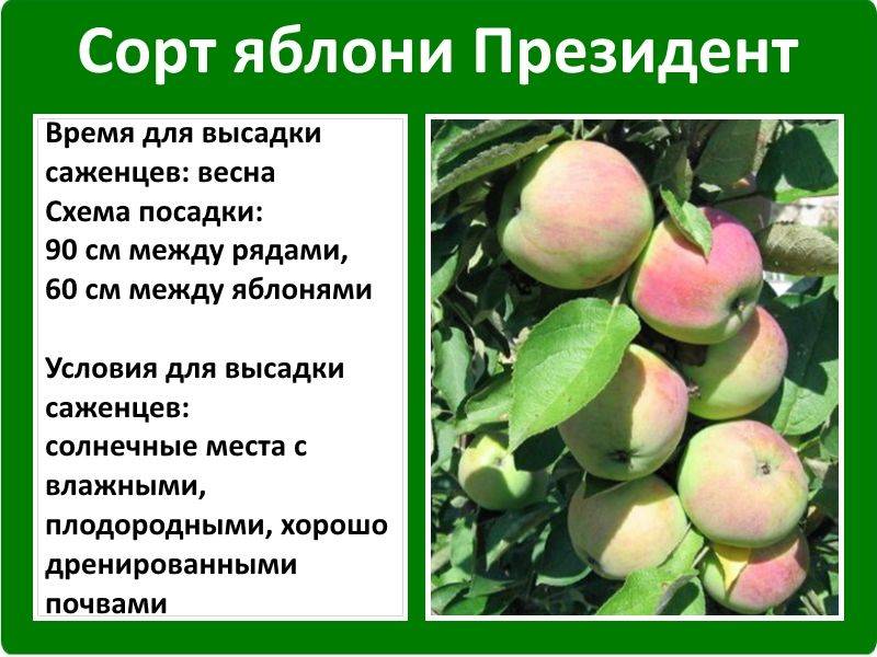 Яблоня имрус: описание сорта, характерные отличия и 10 советов по посадке и выращиванию