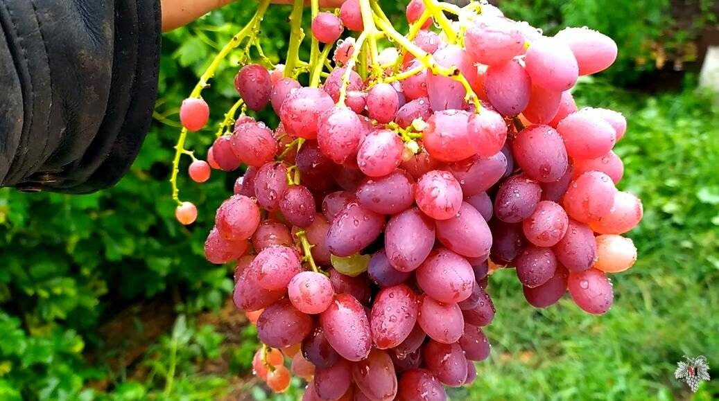 Сорт винограда юпитер: фото, отзывы, описание, характеристики.
