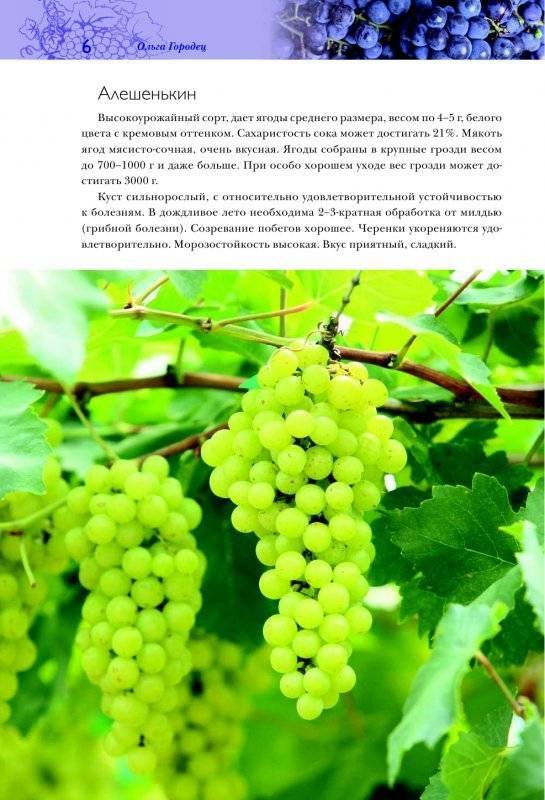 Виноград красень: описание и характеристики сорта, история селекции и выращивание | сортовед