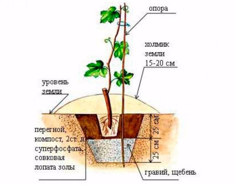 Как посадить виноград на урале, посадка и обрезка винограда