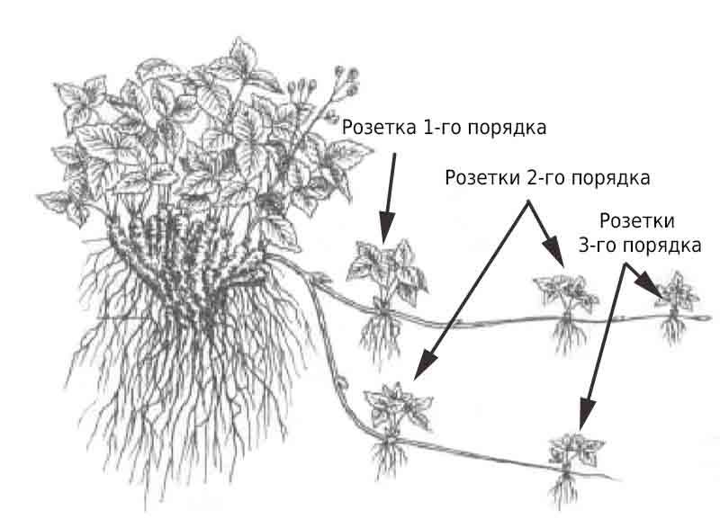 Способы размножения клубники и земляники