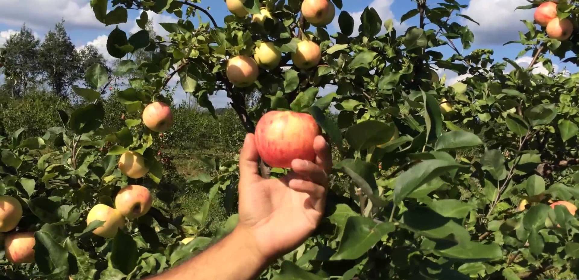 Подробное описание сорта яблонь юбиляр