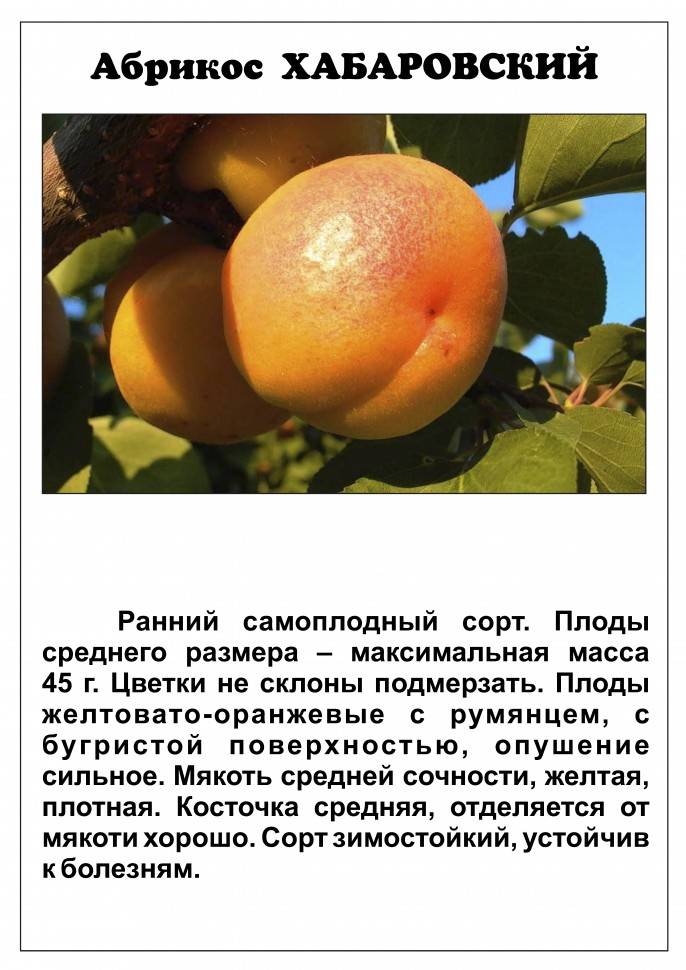 Персик золотой юбилей – старинный сорт для тёплого климата