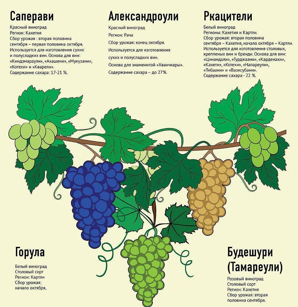 Сорт винограда саперави- описание, правила посадки и выращивания