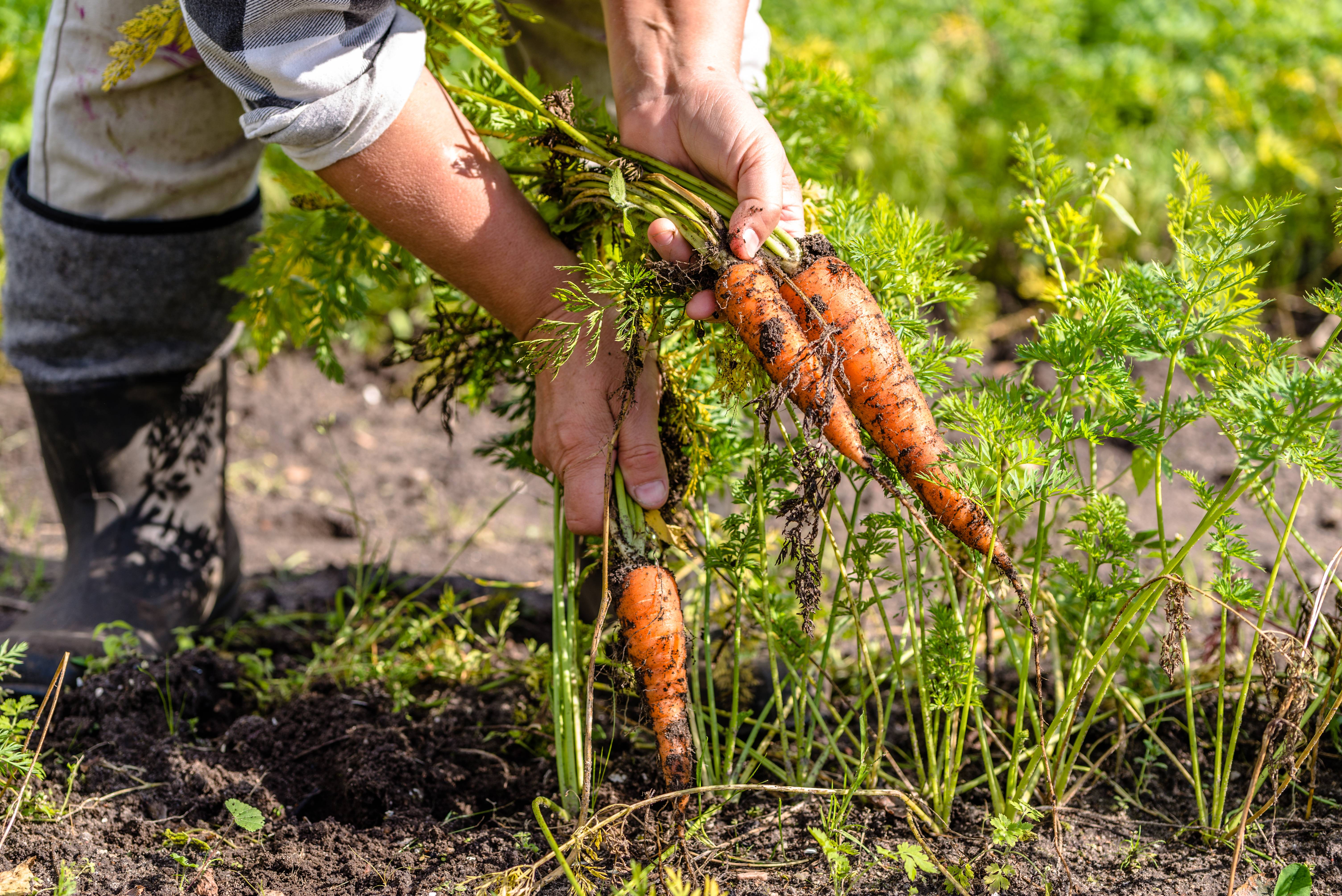 Когда убирать морковь с грядки на хранение в 2021 году: в подмосковье, в средней полосе, на урале, в сибири