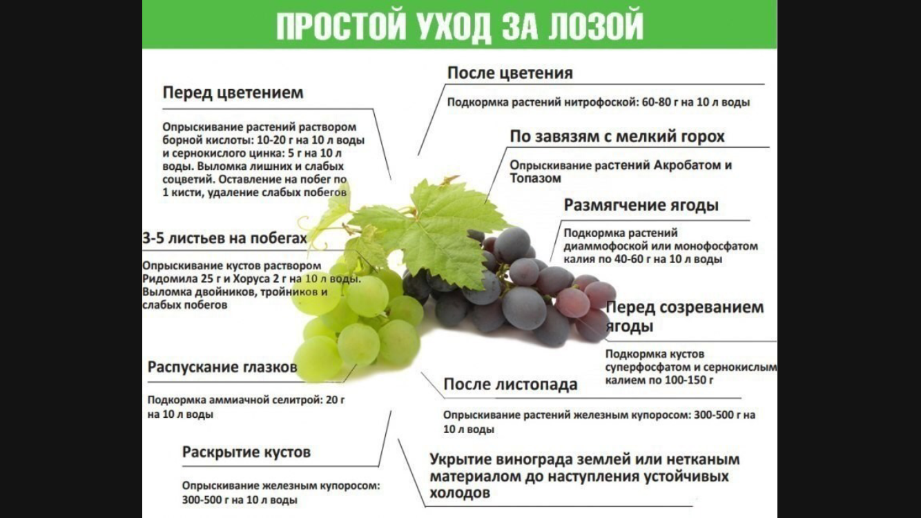 План работ на винограднике летом