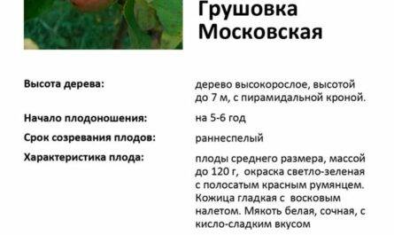 Яблоня "грушовка московская": описание сорта, посадка и уход фото, отзывы