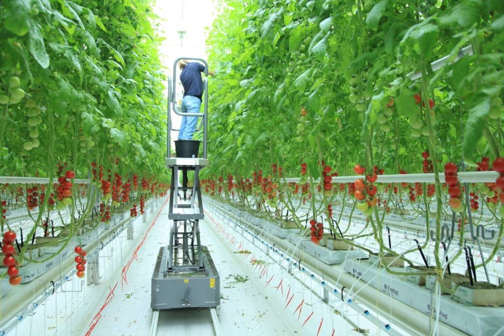 Выращивание клубники по голландской технологии: пошаговая инструкция