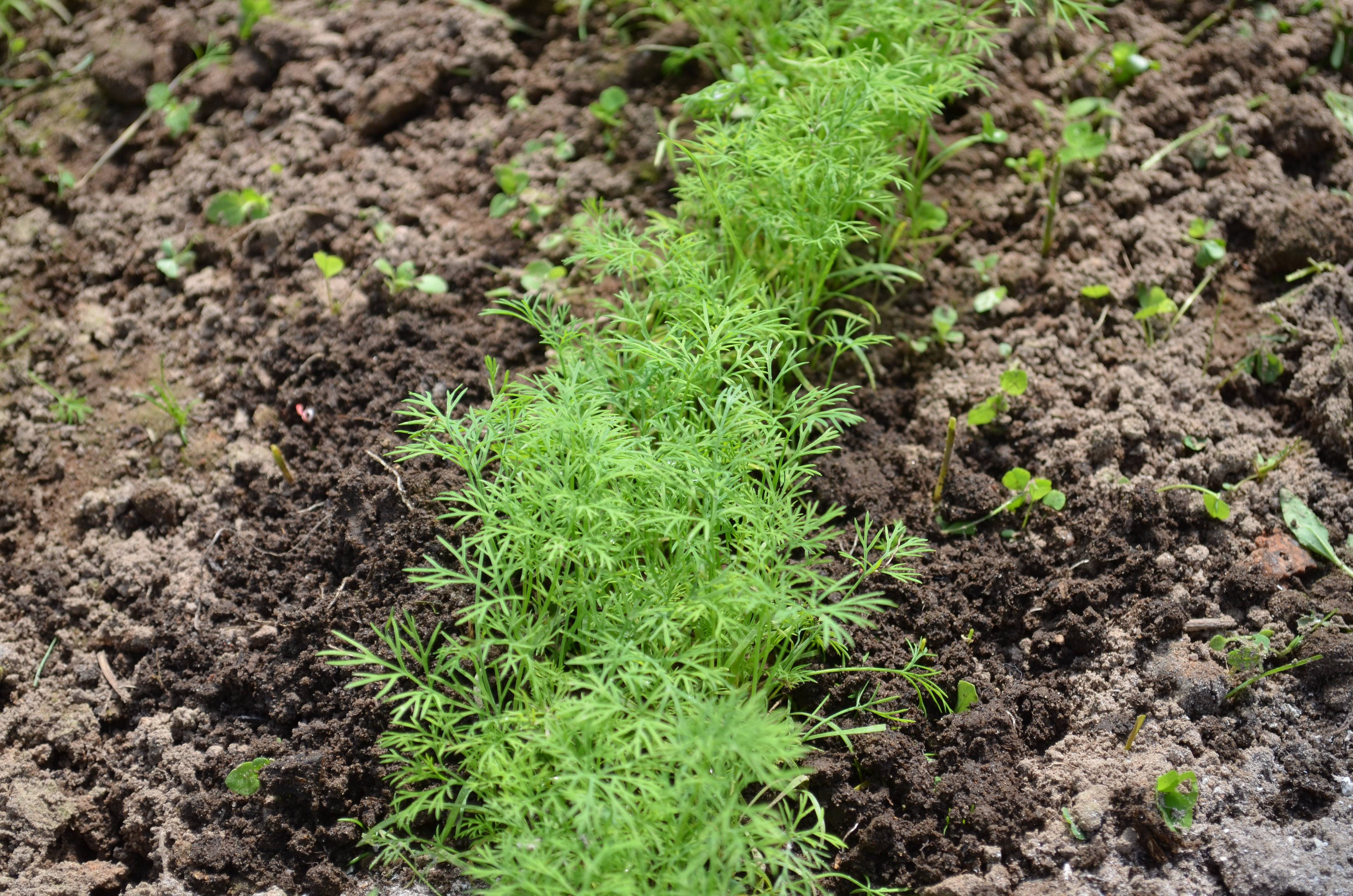 Как вырастить кориандр(кинзу) в своем огороде, советы по посадке и уходу за растением
