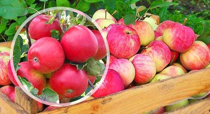 Сорт яблони штрифель, описание, характеристика и отзывы, а также особенности выращивания данного сорта