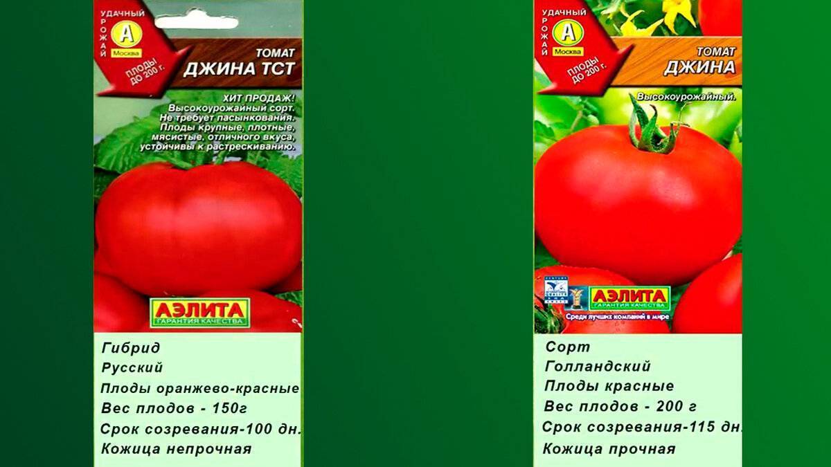 Столовый сорт томата «дуся красная» для выращивания в теплице: фото, отзывы, описание, характеристика, урожайность, видео