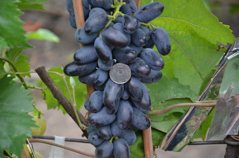Ромбик — сорт винограда