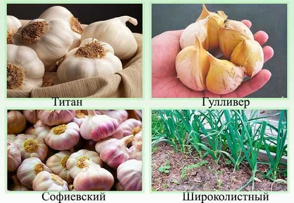 Сорта чеснока - описание, особенности выращивания и отзывы